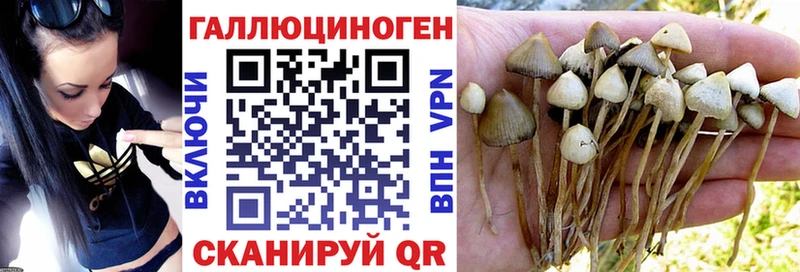 Купить закладки  Новосокольники  Псилоцибиновые грибы ЛСД 